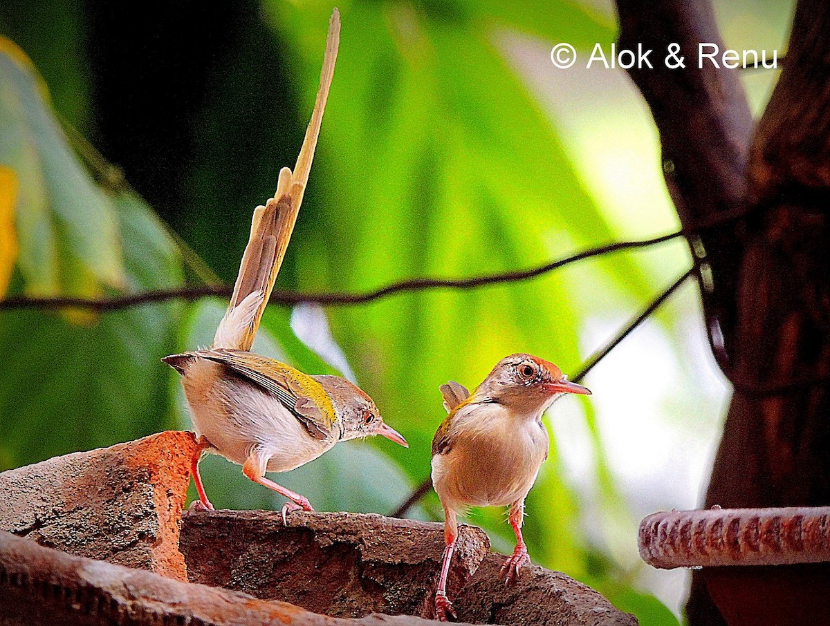 Common Tailorbird - Alok Tewari