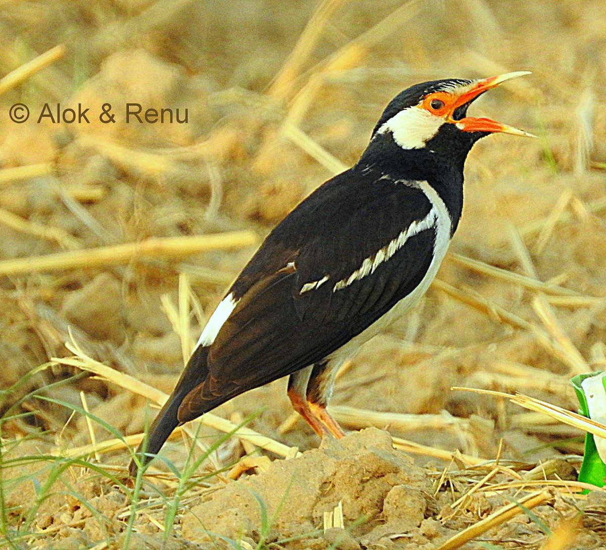 Indian Pied Starling - ML206055821