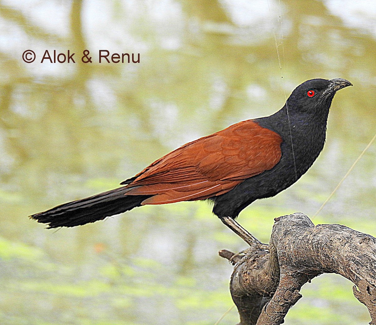 Grand Coucal (groupe sinensis) - ML206055831