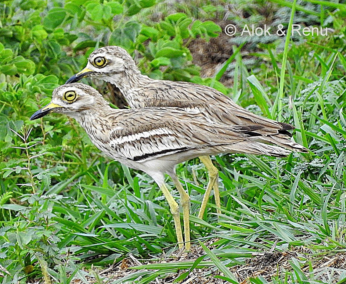 Indian Thick-knee - ML206055841