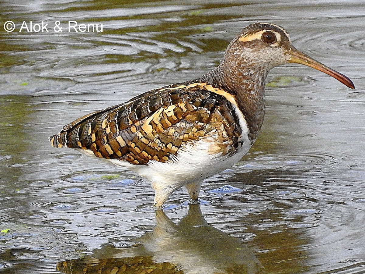 Greater Painted-Snipe - ML206055971