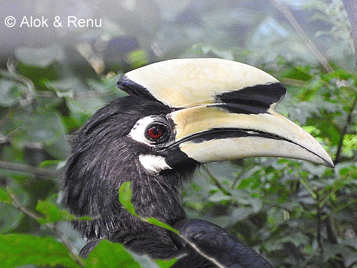 Oriental Pied-Hornbill - Alok Tewari