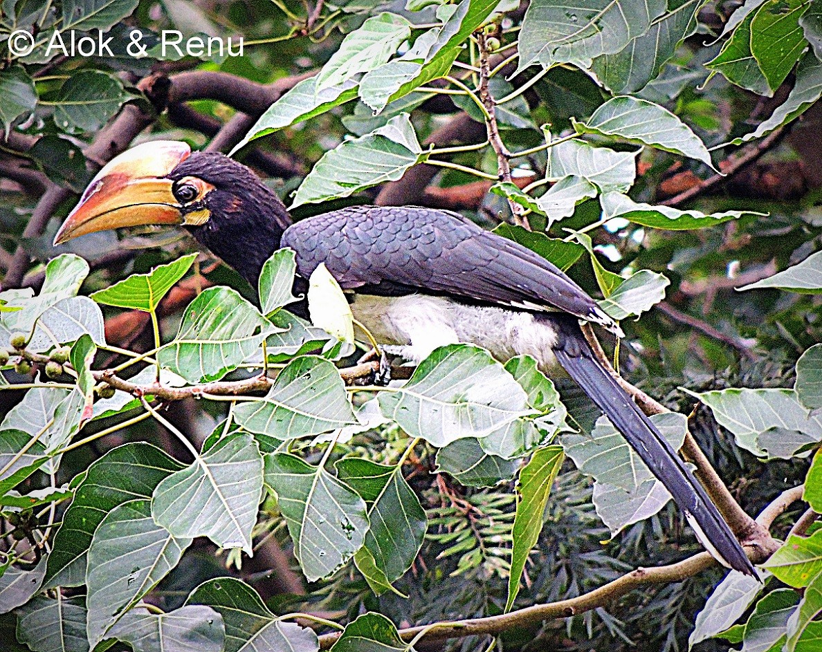 Oriental Pied-Hornbill - Alok Tewari