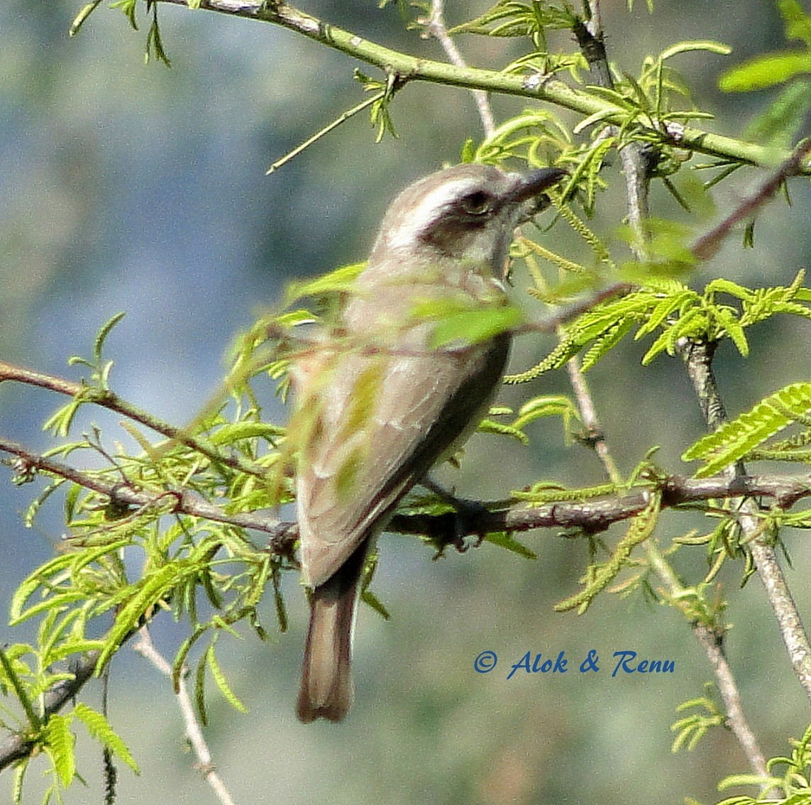 Common Woodshrike - Alok Tewari