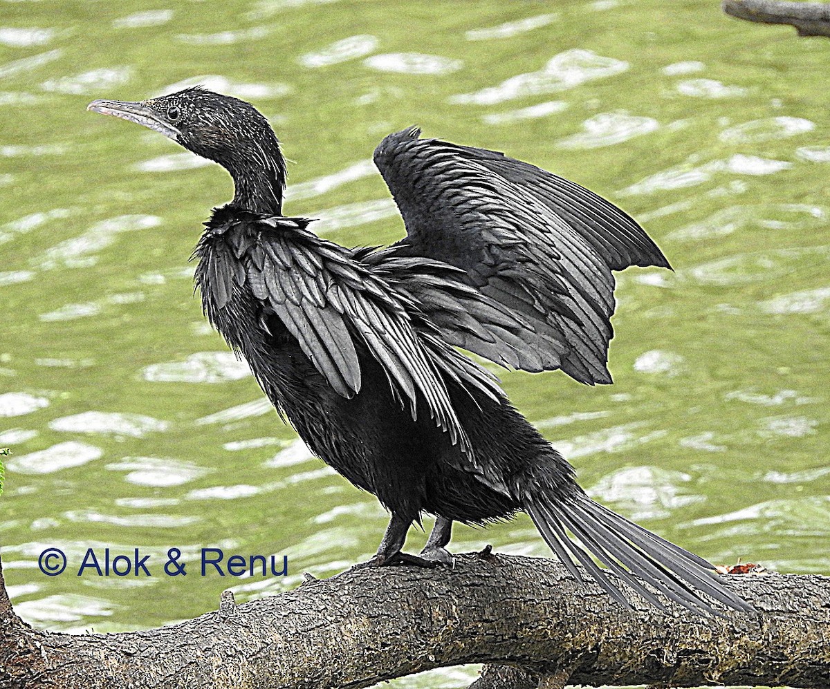 Little Cormorant - Alok Tewari