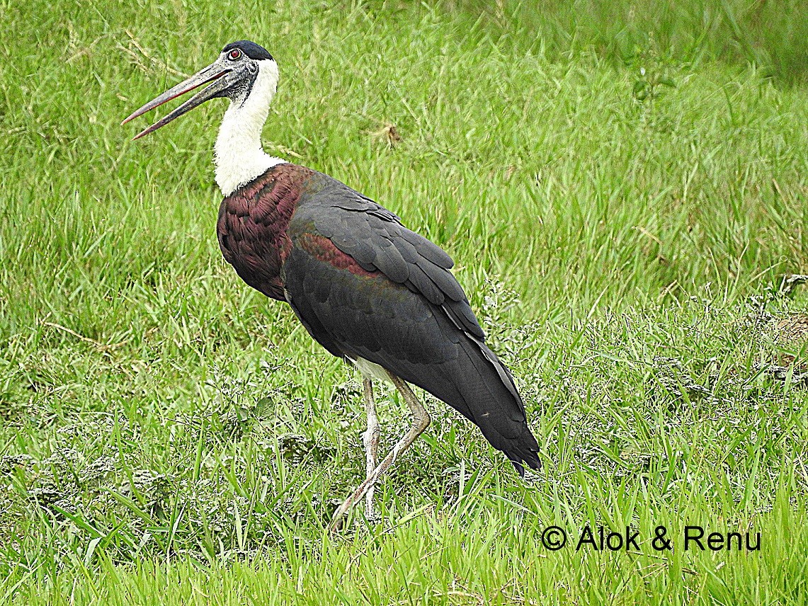 Asian Woolly-necked Stork - ML206056241