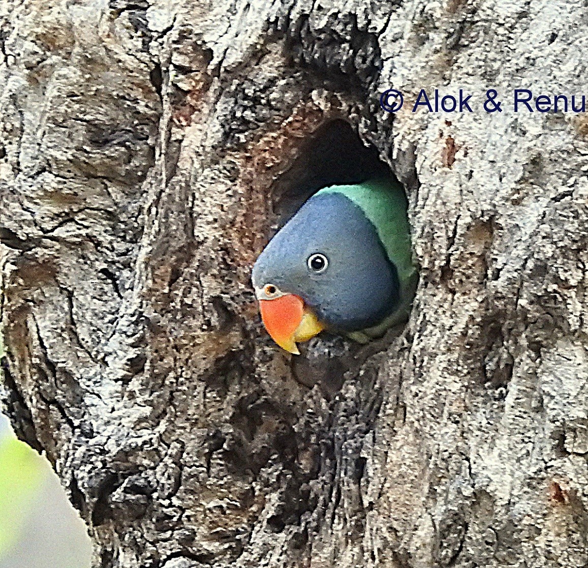 Slaty-headed Parakeet - Alok Tewari