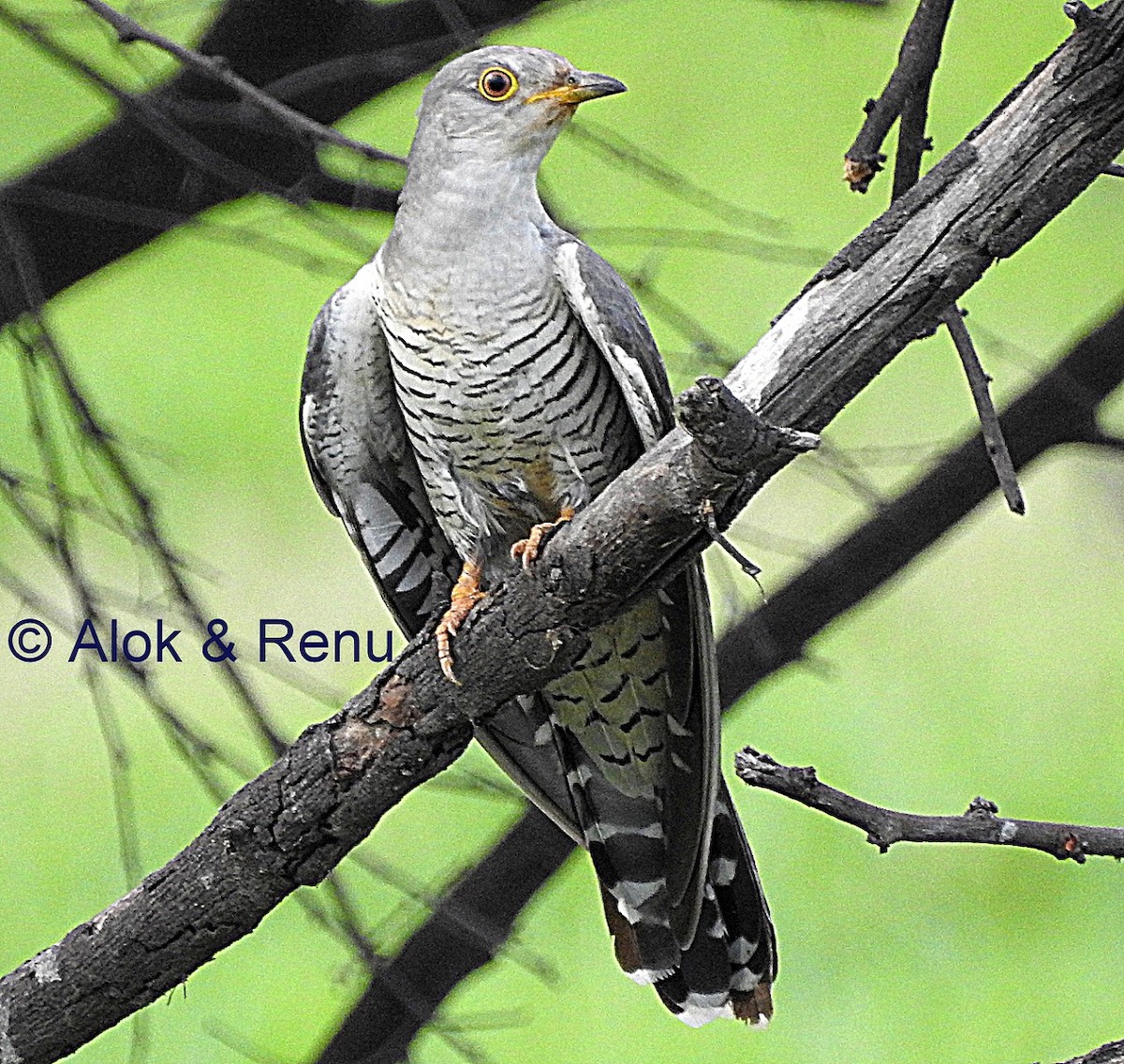 Common Cuckoo - ML206056261