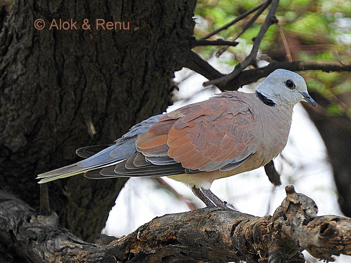 Red Collared-Dove - Alok Tewari