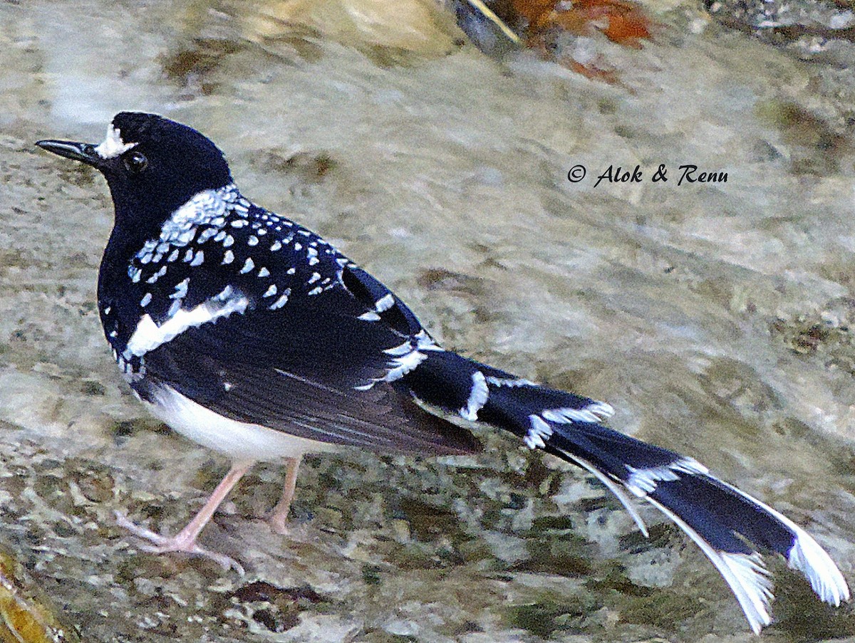 Spotted Forktail - ML206056361