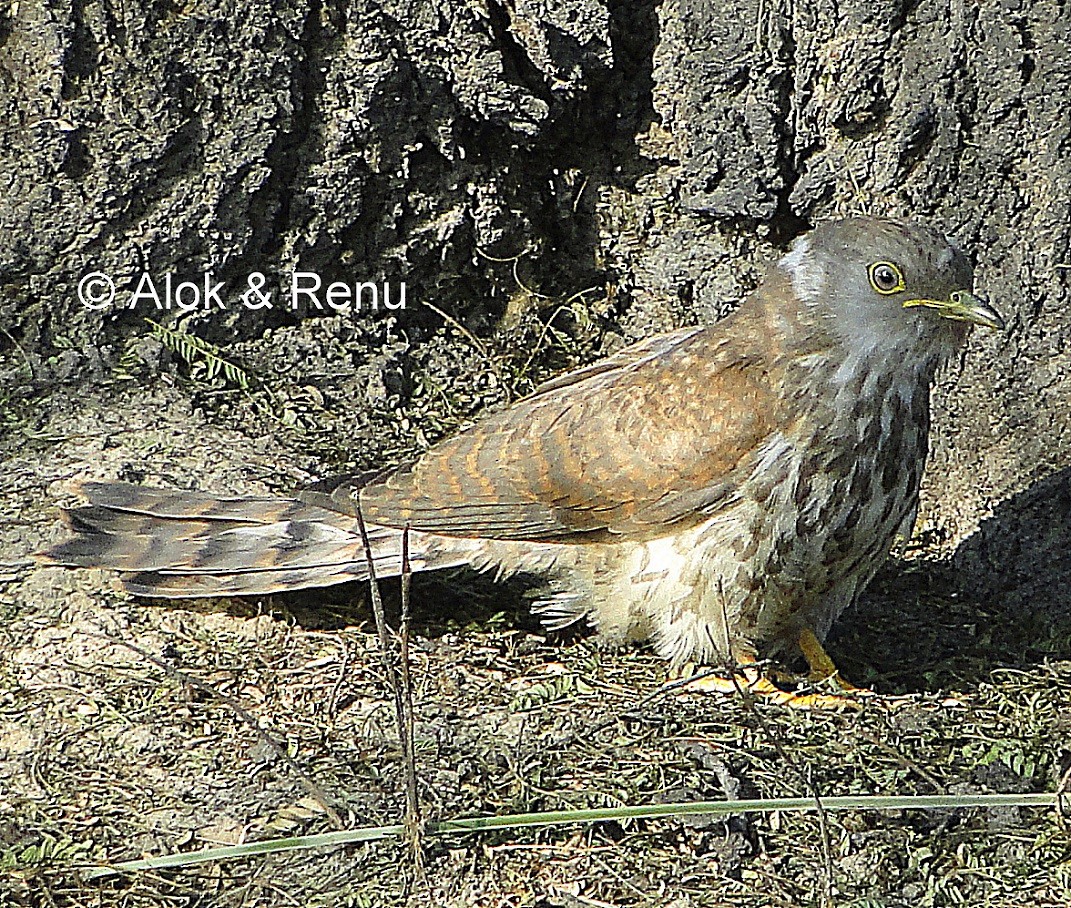 Large Hawk-Cuckoo - Alok Tewari