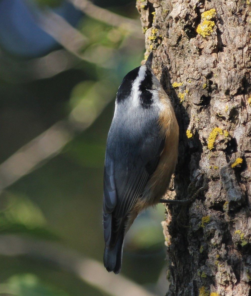 Red-breasted Nuthatch - ML206056631