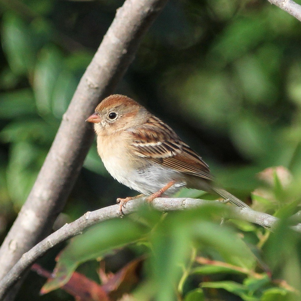 Field Sparrow - Kees (C.J.G.) Scharringa