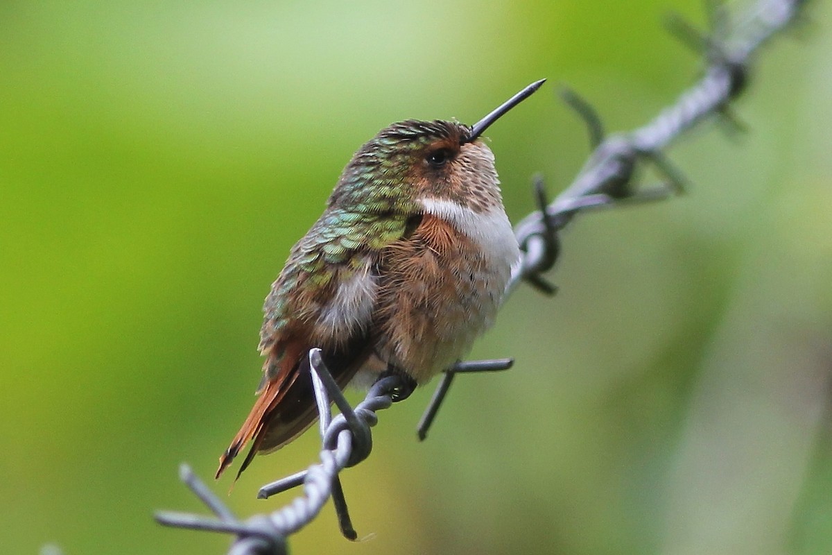 Scintillant Hummingbird - Kees (C.J.G.) Scharringa