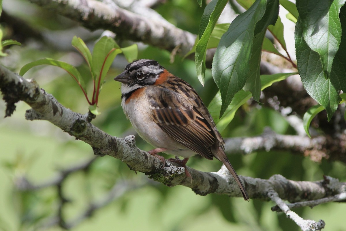 Rufous-collared Sparrow - Kees (C.J.G.) Scharringa