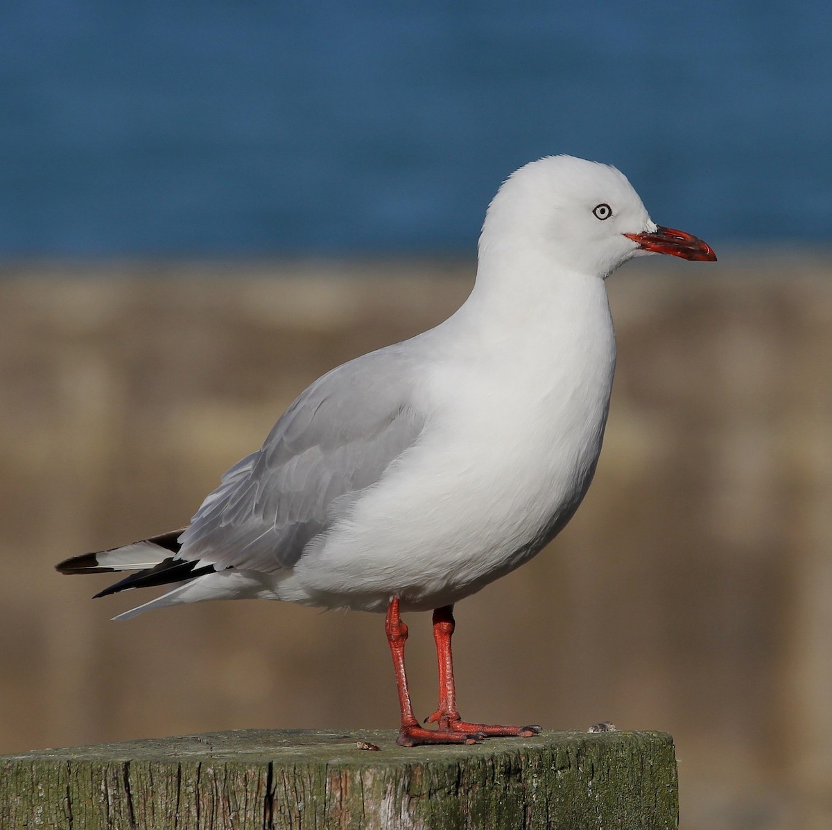 Silver Gull (Red-billed) - Kees (C.J.G.) Scharringa
