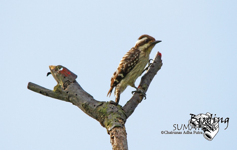 Sunda Pygmy Woodpecker - Chairunas Adha Putra
