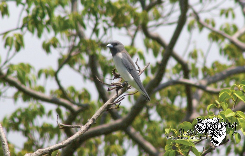 White-breasted Woodswallow - ML206057011