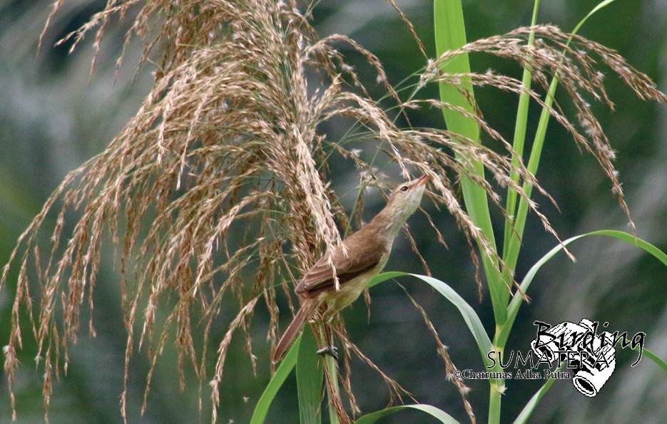 Oriental Reed Warbler - ML206057121