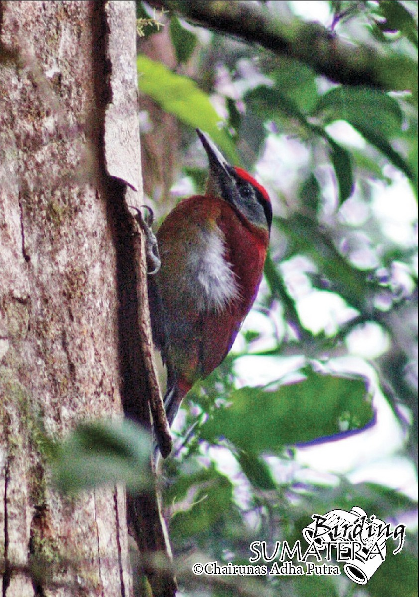 Gray-headed Woodpecker (Sumatran) - ML206057161