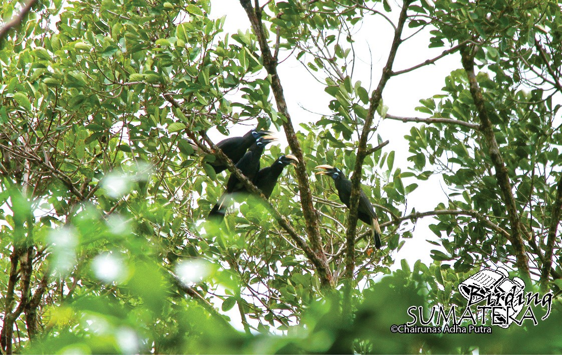 Bushy-crested Hornbill - Chairunas Adha Putra