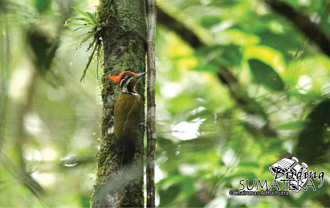 Olive-backed Woodpecker - Chairunas Adha Putra