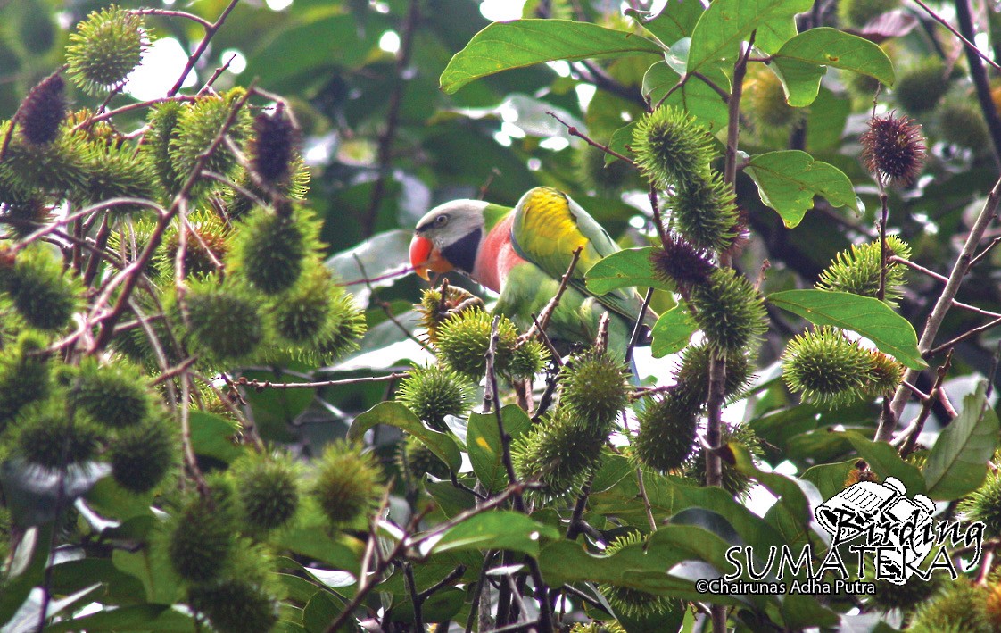 Red-breasted Parakeet - Chairunas Adha Putra