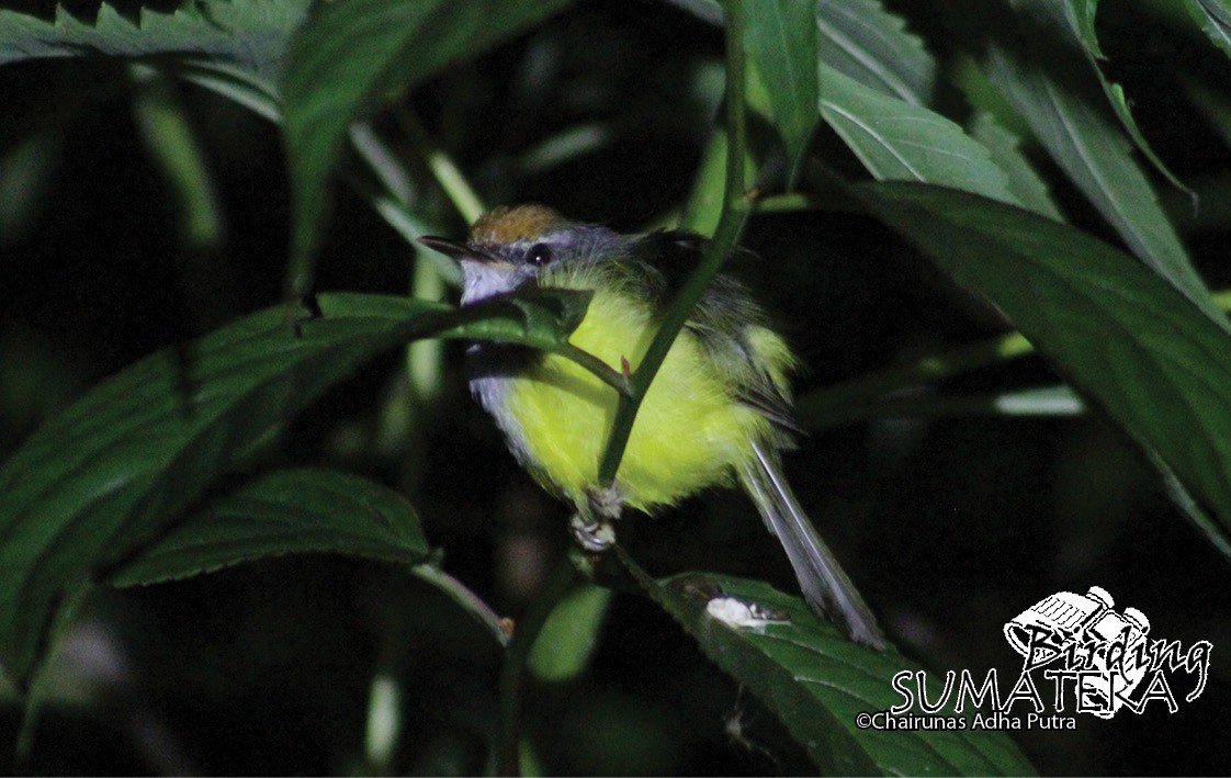 Mountain Tailorbird - Chairunas Adha Putra