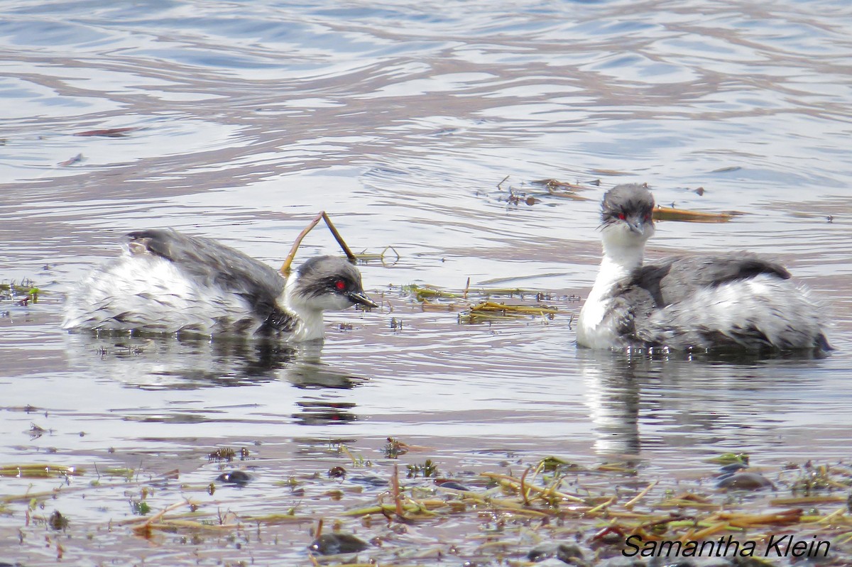 Silvery Grebe (Andean) - ML206057581