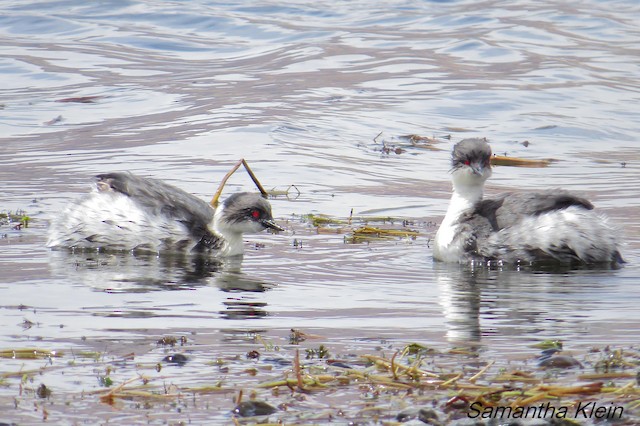 Silvery Grebe (Andean)