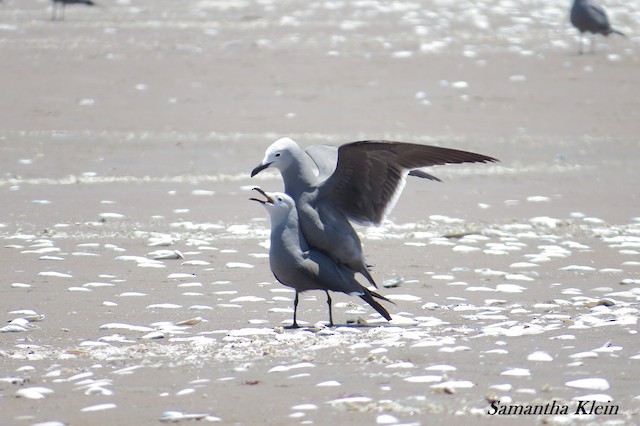 Mating - Gray Gull - 