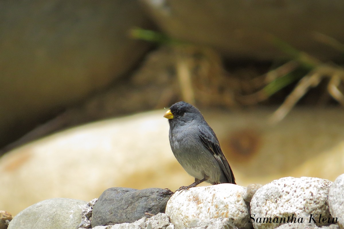Band-tailed Seedeater - ML206057821