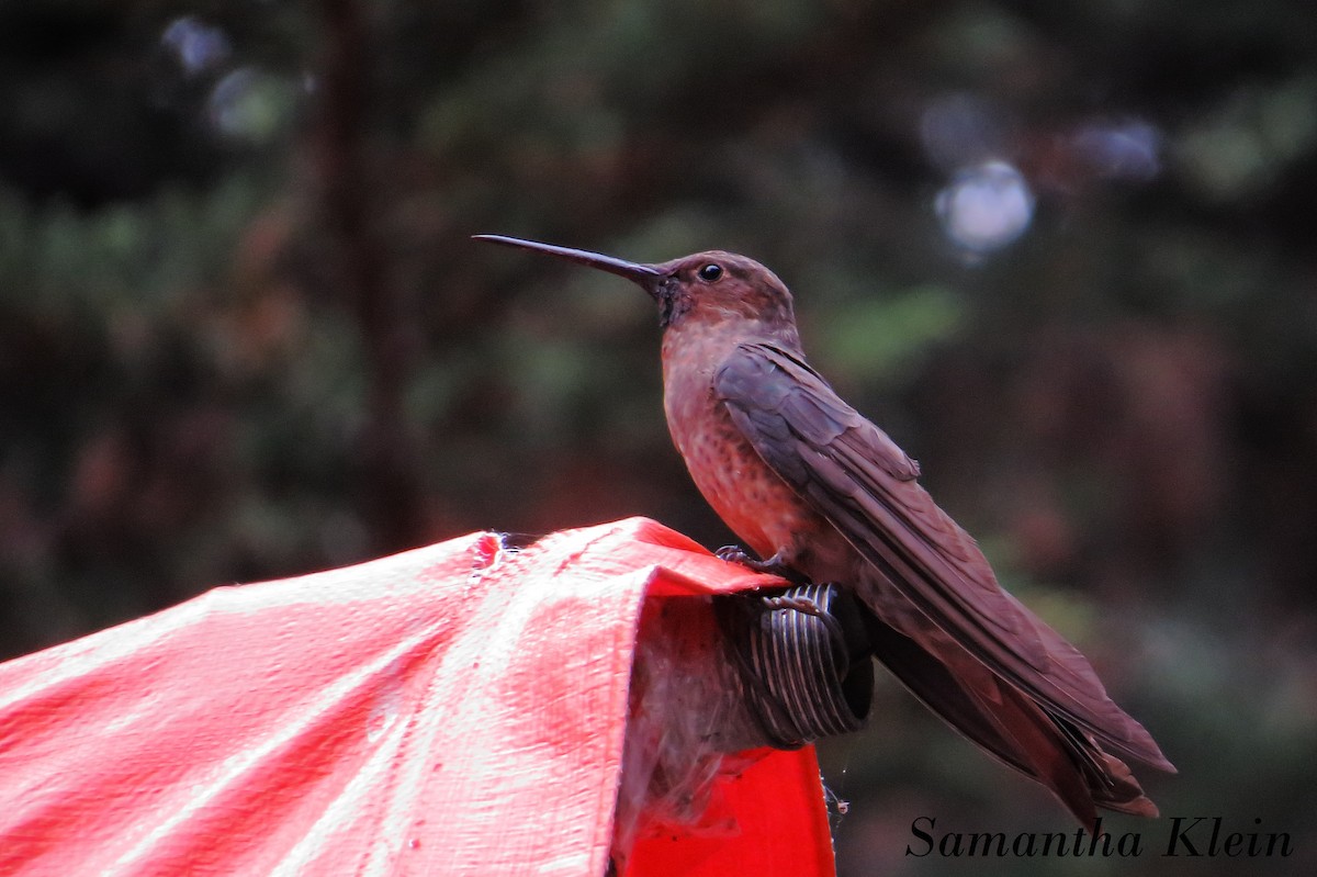 Giant Hummingbird - Samantha Klein