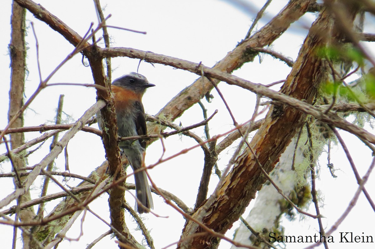 Rufous-breasted Chat-Tyrant - ML206057871