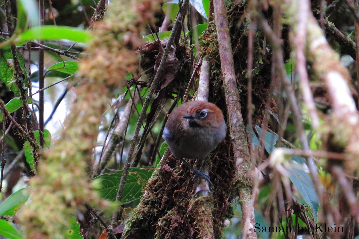 Black-throated Thistletail - ML206058001