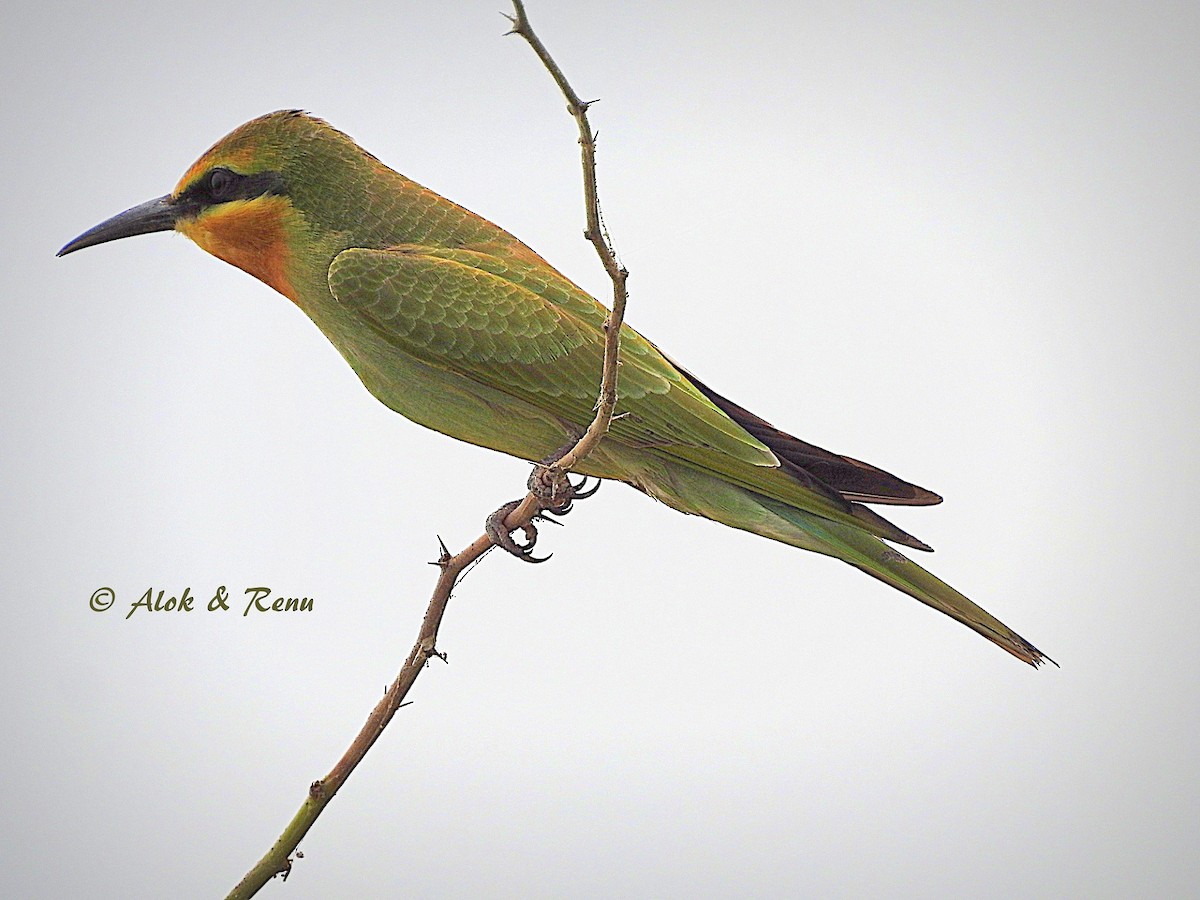 Blue-cheeked Bee-eater - ML206058401