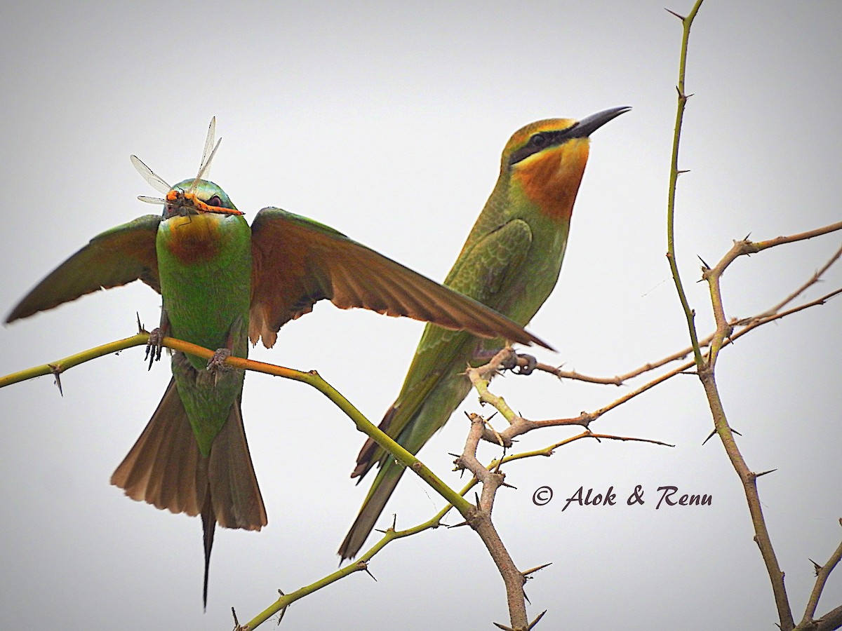Blue-cheeked Bee-eater - Alok Tewari