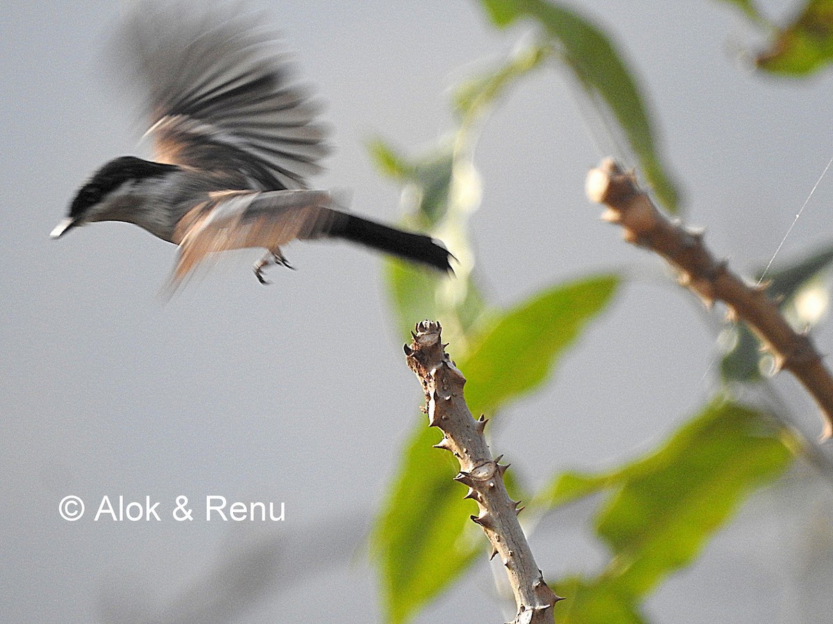 Bar-winged Flycatcher-shrike - Alok Tewari