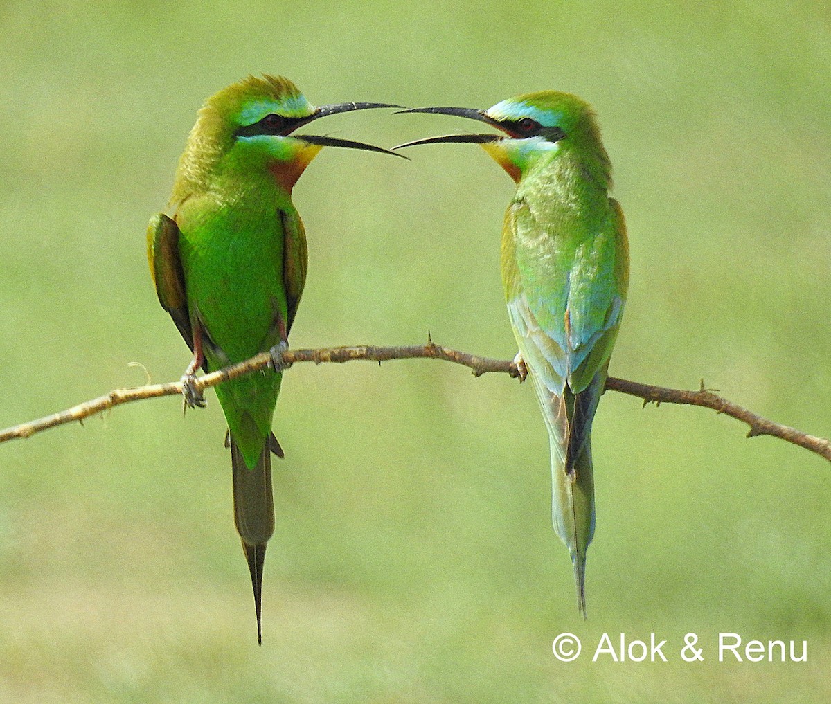 Blue-cheeked Bee-eater - Alok Tewari