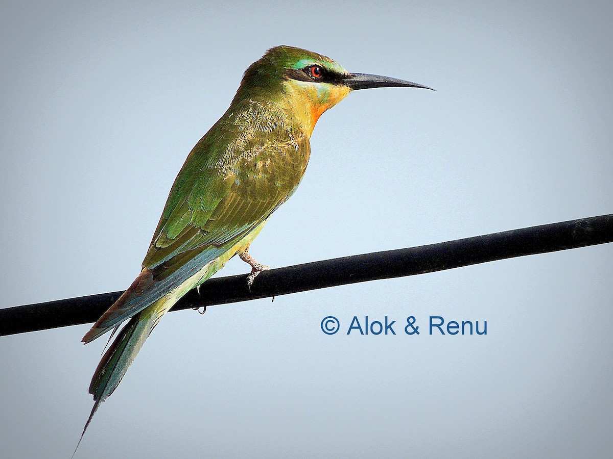 Blue-cheeked Bee-eater - ML206058651