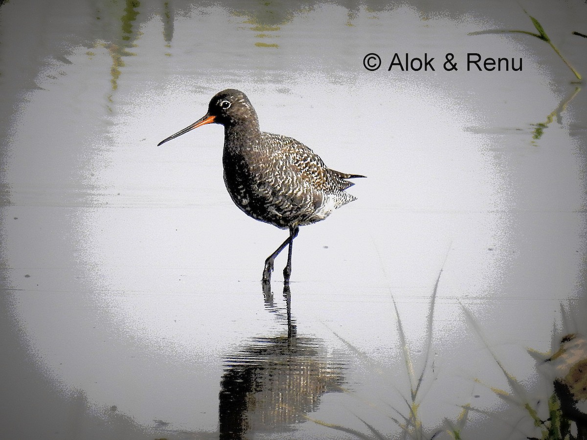 Spotted Redshank - ML206058761