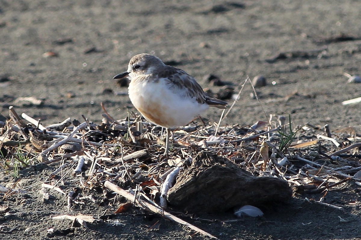 Red-breasted Dotterel (Northern) - Kees (C.J.G.) Scharringa