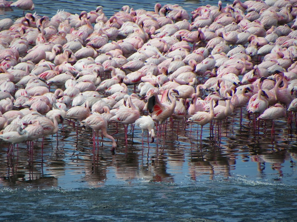 Lesser Flamingo - Enrique  Jiménez