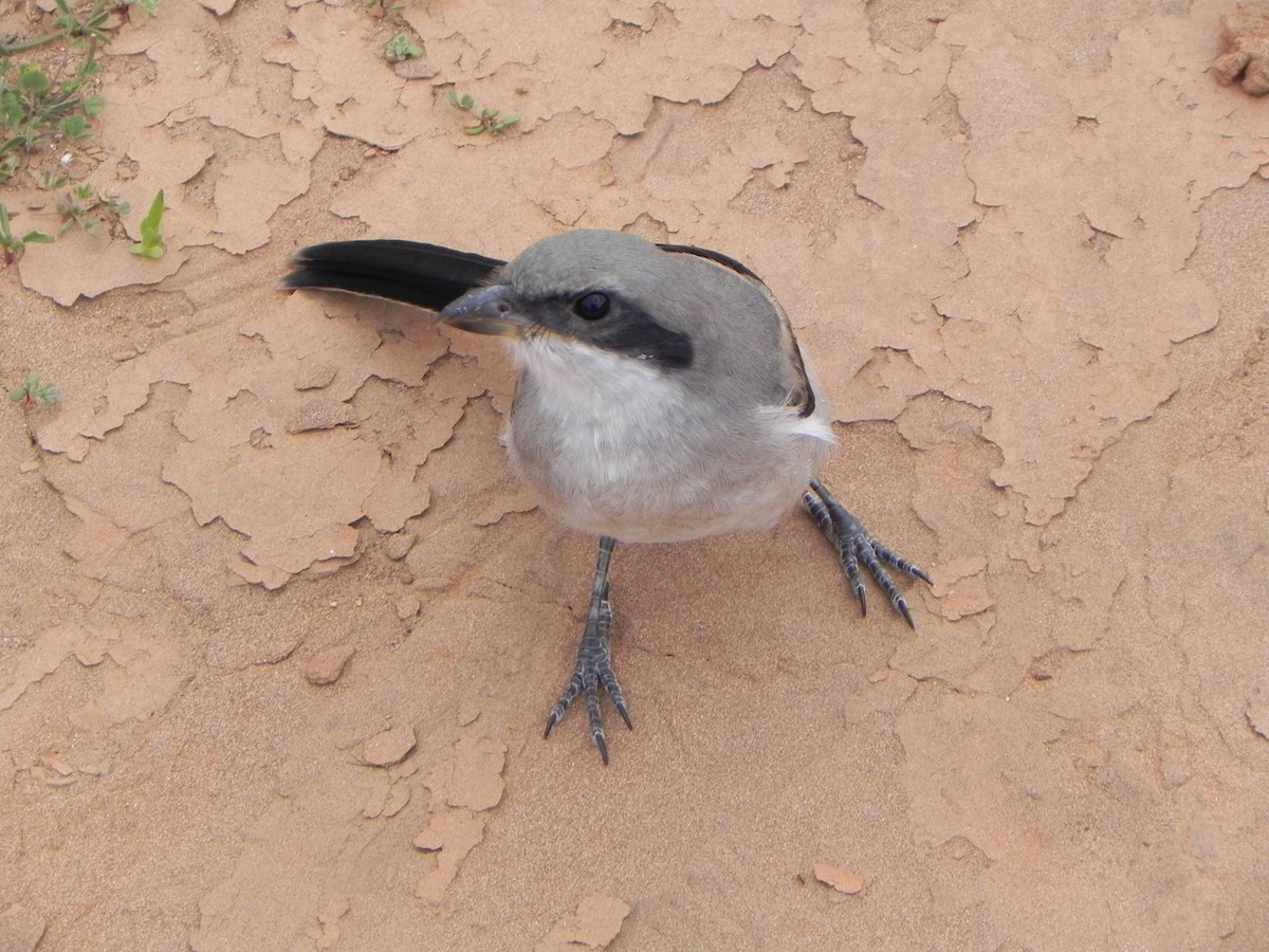 Great Gray Shrike (Sahara) - ML206059601