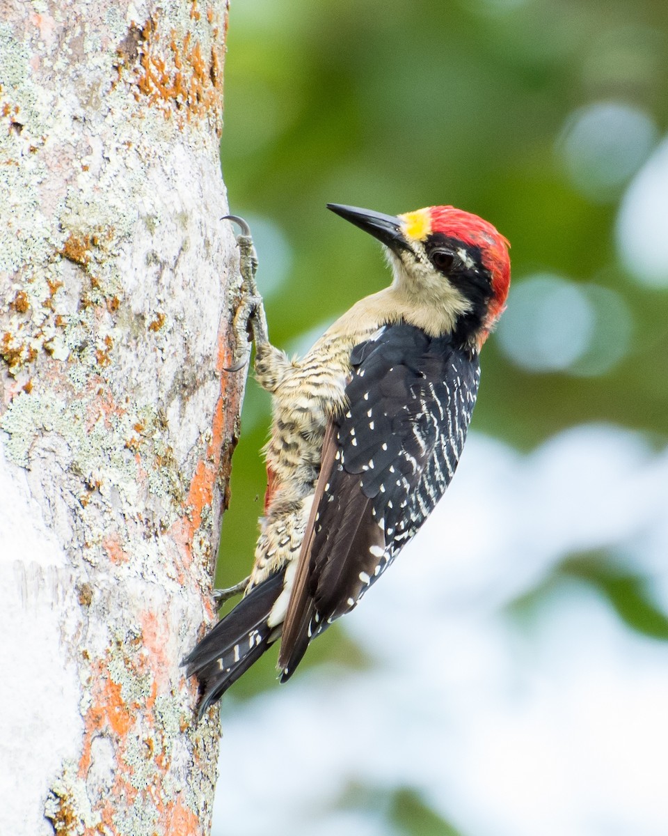 Black-cheeked Woodpecker - ML206059661