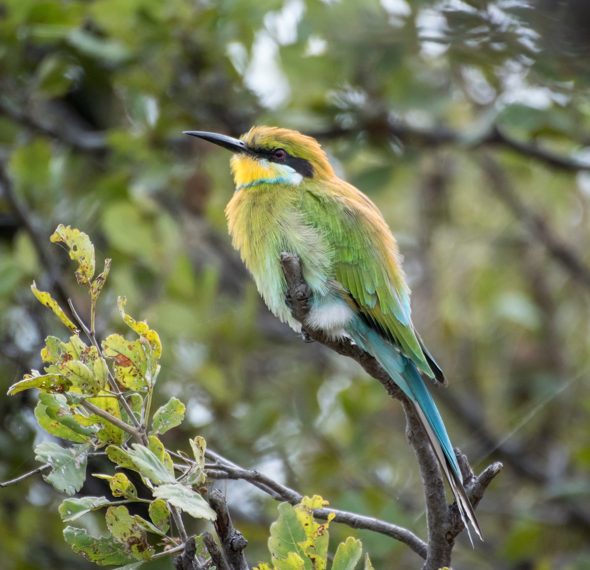 Swallow-tailed Bee-eater - ML206059801