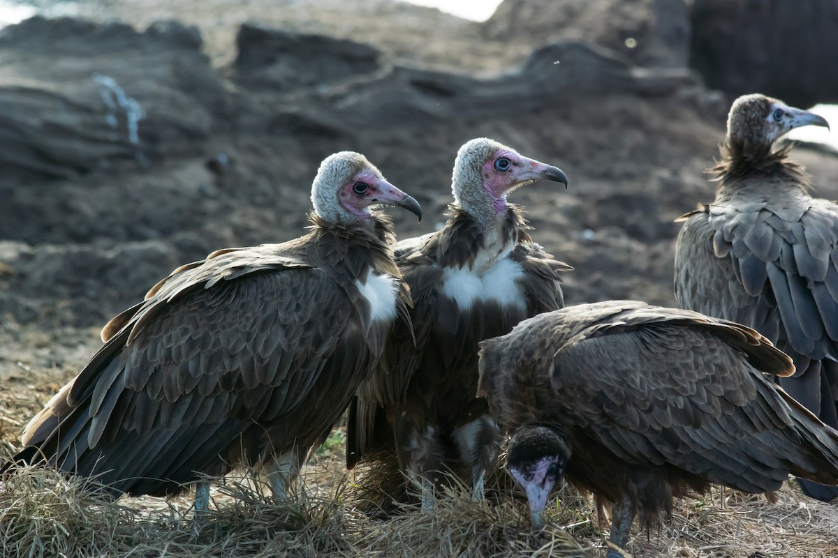 Hooded Vulture - ML206059861