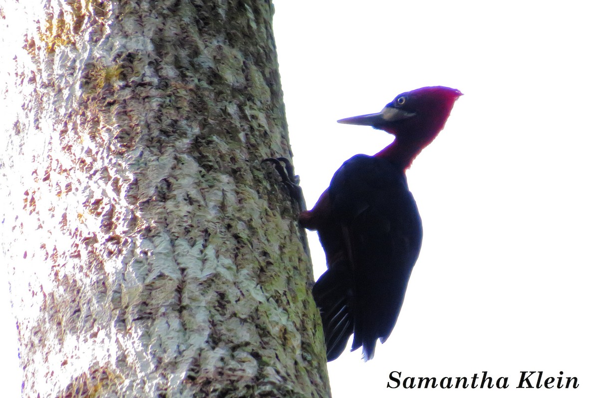 Red-necked Woodpecker - Samantha Klein