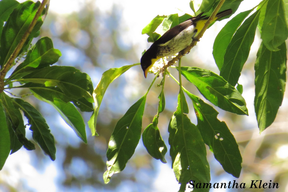 Yellow-backed Tanager - ML206060351