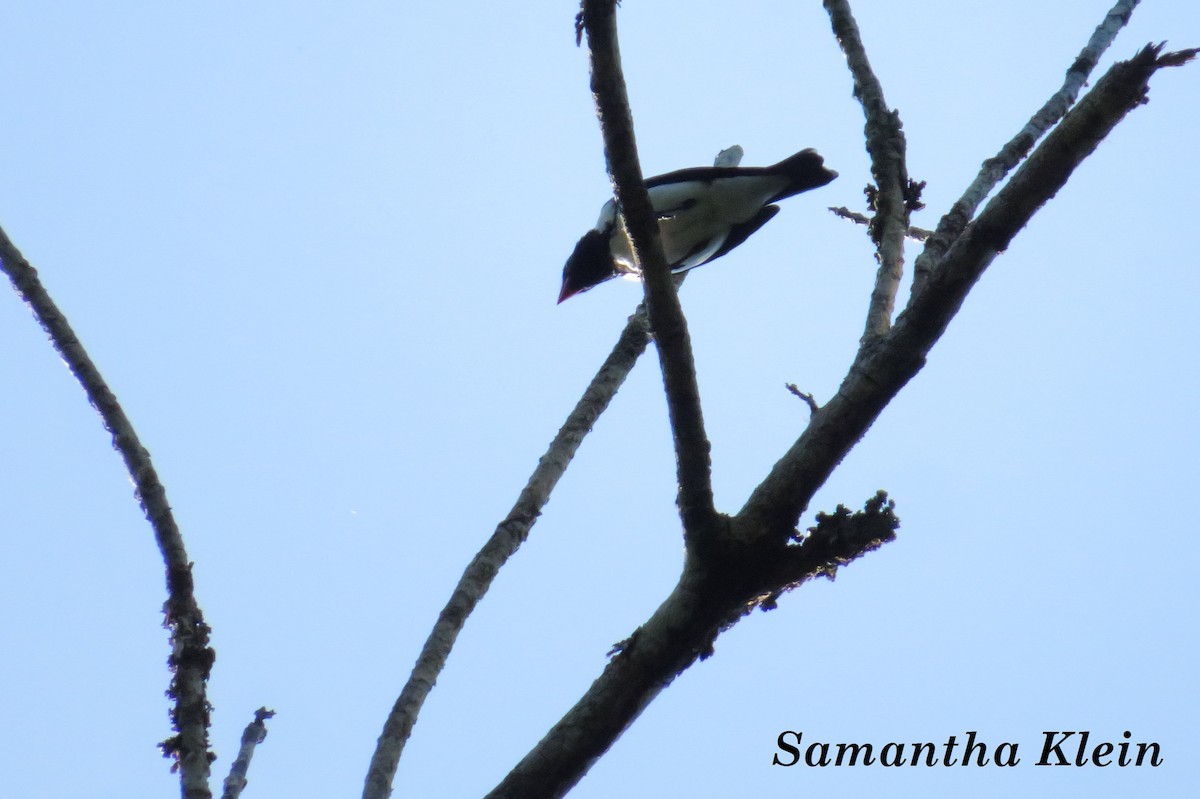 Red-billed Pied Tanager - ML206060421